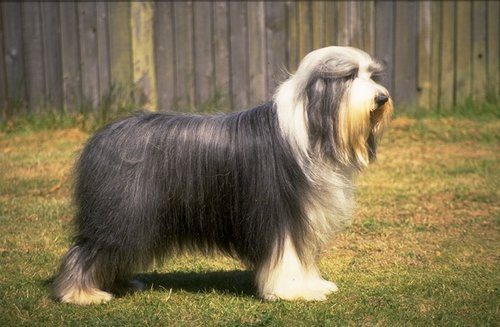 Bearded Collie